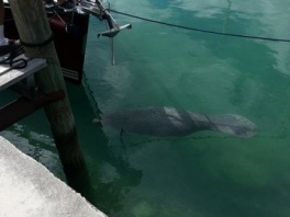 Manatee-at-Stella-Maris