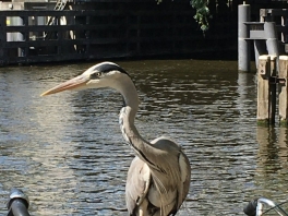 Amsterdam-4