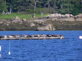 Southwest-Harbor-animal-life