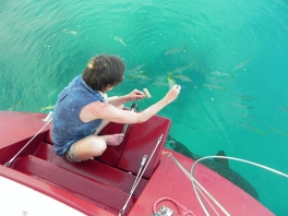 feeding-the-fish