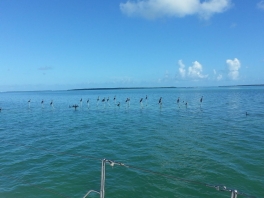 shallow-water-on-the-gulf