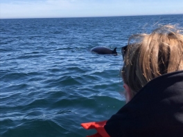 Whale-spotted