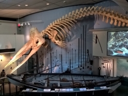 Nantucket-Whaling-Museum