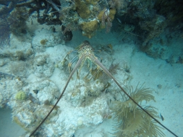 DCIM120GOPROGOPR0121.JPG