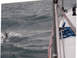 Sail-Down-Mike-spotting-Sharks