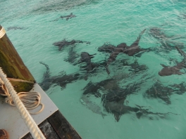 Highbourne-Cay-nurse-sharks