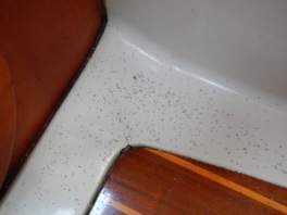 dead-sand-fleas