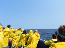 Whale-watching-Gaspe