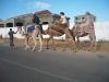 camel-jockeys