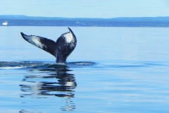 Whales and the St. Lawrence Seaway