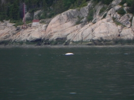 Beluga-whale