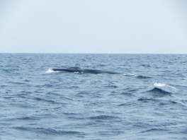 Fin-Whale-2nd-largest-1