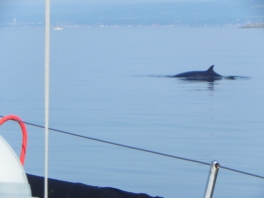 Tadoussac-to-Matane-whale