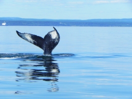 Tic-Tac-Toe-Humpback-Whale