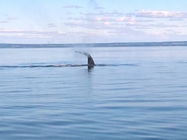 whale-tale