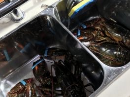 lobster-success
